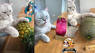 Hilarious Tiktok Cat cooks his talent #2  The pets home