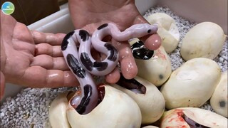 Tuyển Tập Những Loại Động Vật Sơ Khai Nhỏ Bé Đáng Yêu Nhất Quả Đất Sẽ Không Ai Tin Là Nó Có Thật