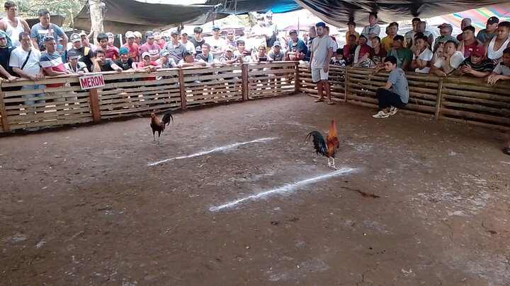 sign Ng manok na mali Ang pointing? (LBM)kaigit jud.😅😅😅