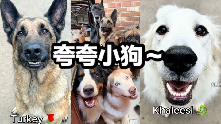 Anak anjing setelah dipuji jadi: Tidak, hihi → Hihi
