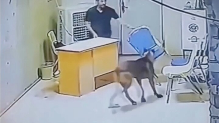 Walking the dog is your lie.