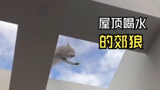 Those amazing animal videos!