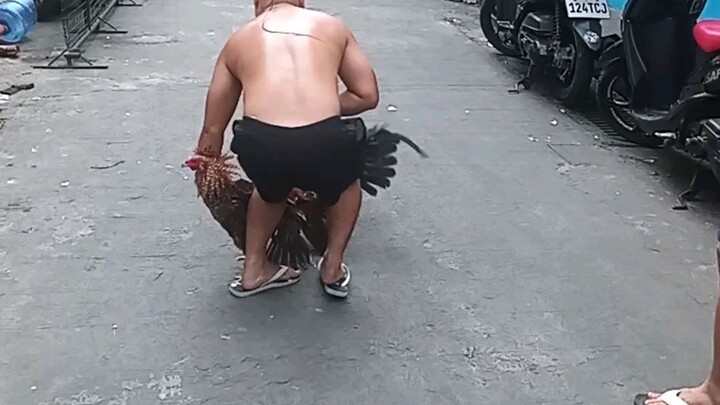 bulik babalik hahaha #manok