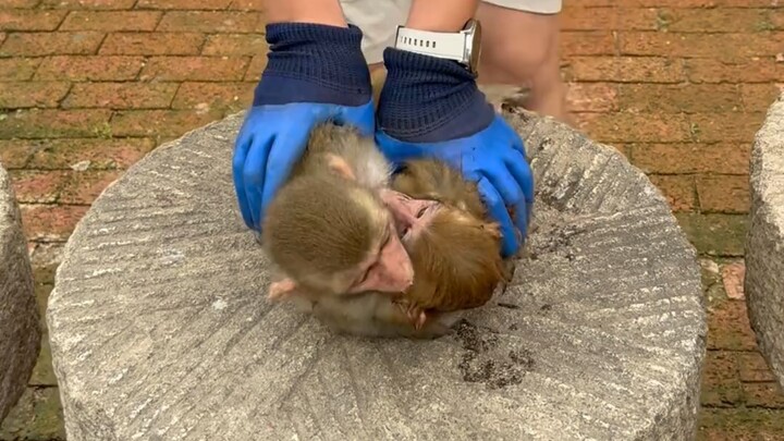 Forced Demolition Gnawing on Old People's Band-Aid Monkey