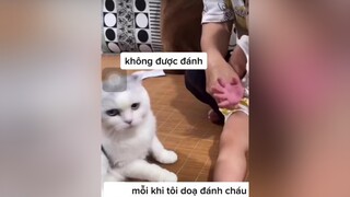 Khi bạn chả là gì trong gia đình này… con mèo phân biệt quá mà 😢 chomeo mèo chuyenchomeo  meophanbiet phanbiet giadinhmeo