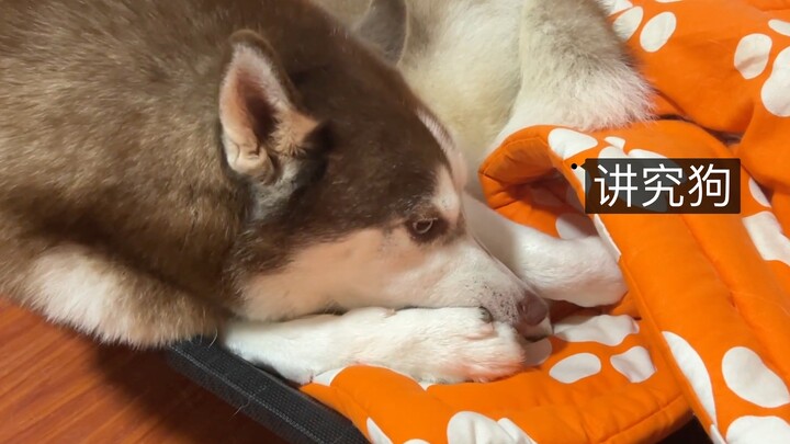 Anjing ini benar-benar penuh gaya! Sebelum tidur, dia nggak lupa kasihin kasur dulu dan bahkan cuci 