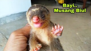 Bayi Musang Biul Nemu Di Sawah