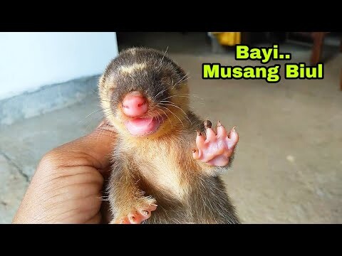 Bayi Musang Biul Nemu Di Sawah