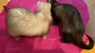 ของเล่นพังพอนและหางแมว อบเชย & Sassy