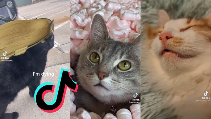 Cat Side of TikTok #20