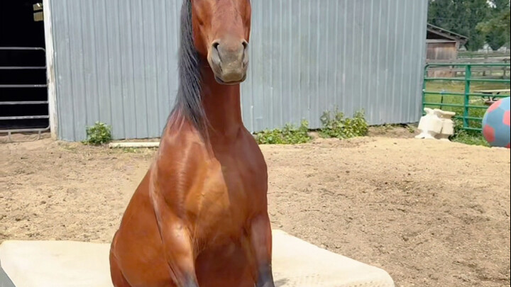 A horse rests on a mattress