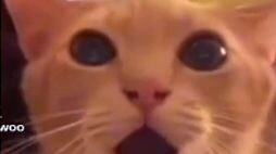el gato
