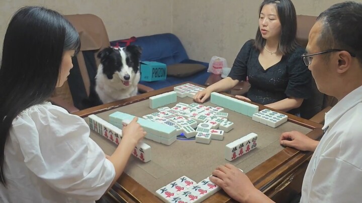 Dogs have become obsessed with playing mahjong