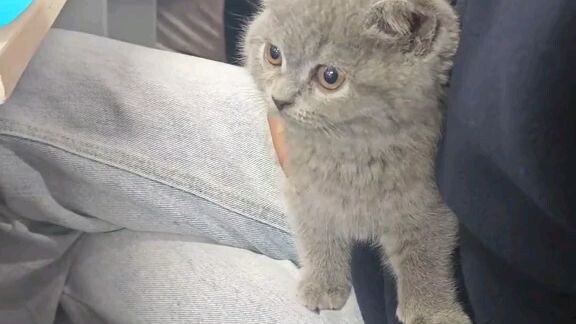 Cute kittens vid