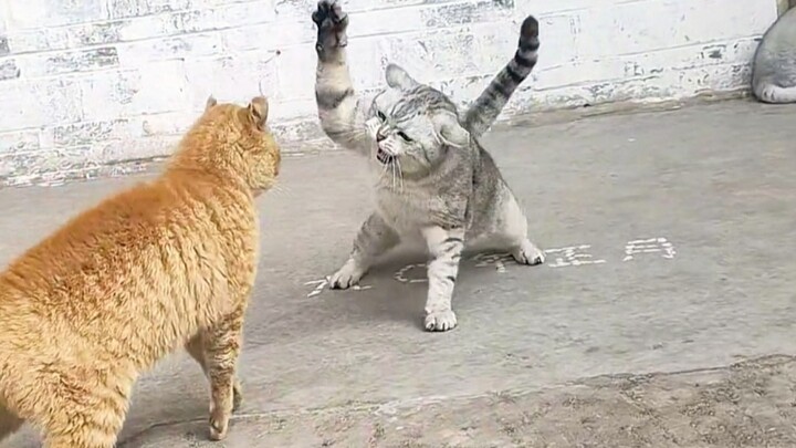 Cat: If it can be solved with action, there’s no need to use words!