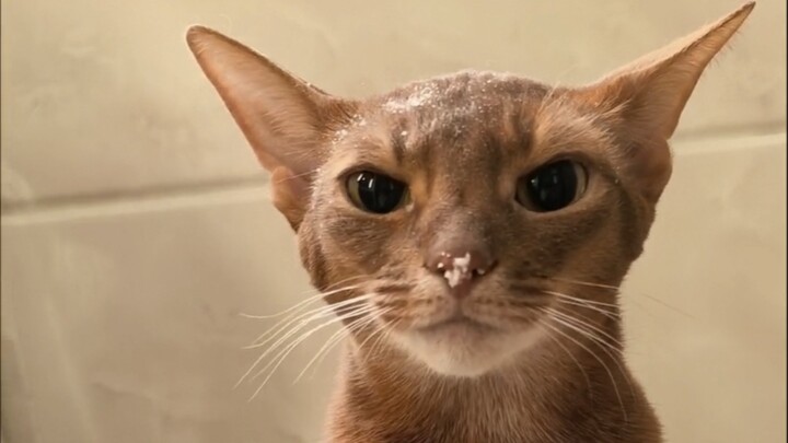 Ayo pelihara kucing, sambil ikut serta dalam interaksi yang sangat seru!