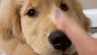 ريشة الدجاجة الصغيرة التي لا تغضب مهما دفعتها