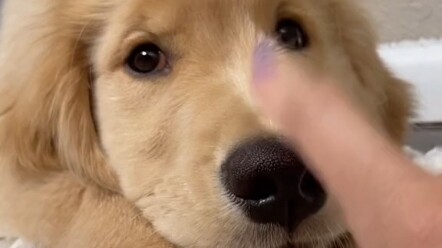 Con gà nhỏ mà chọc thế nào cũng không tức giận