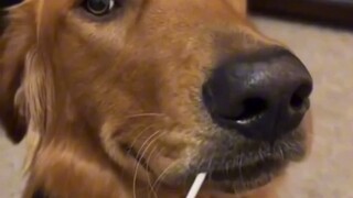 抚慰犬：交给我 我保护