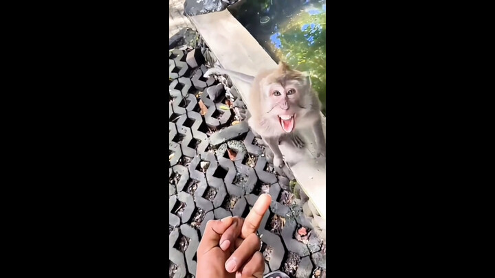 “Teasing the Monkey”