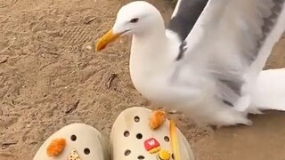 Awkward first encounter with seagulls