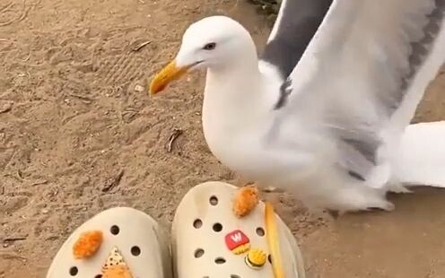 Canggung saat pertama kali bertemu burung camar