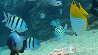 Apa yang terjadi jika Anda menaruh salmon di dasar laut? Pada akhirnya, ikan hitam besar ini tidak m