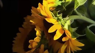 ชีวิตดั่งทานตะวัน