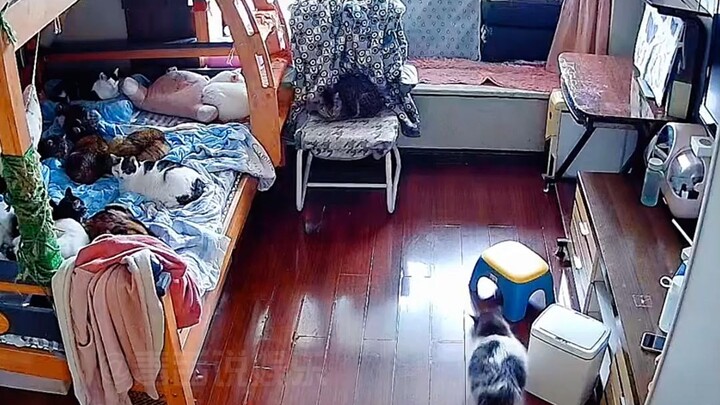 Sebenarnya berapa ekor kucing?