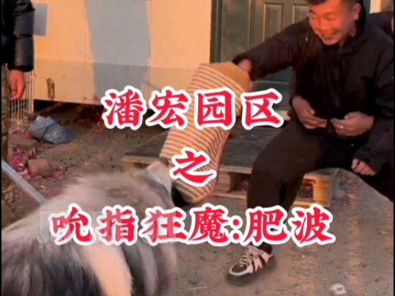 潘宏园区之吮指狂魔：肥波