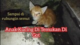 Menyelamatkan Anak Kucing Oren Di Got Tidak Terduga Ini Kucingnya Cakep Banget..!