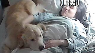 谁懂小狗往肚肚上一趴的暗爽？