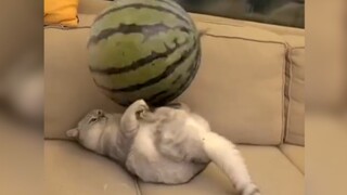 "Peringkat tertinggi perilaku kucing"