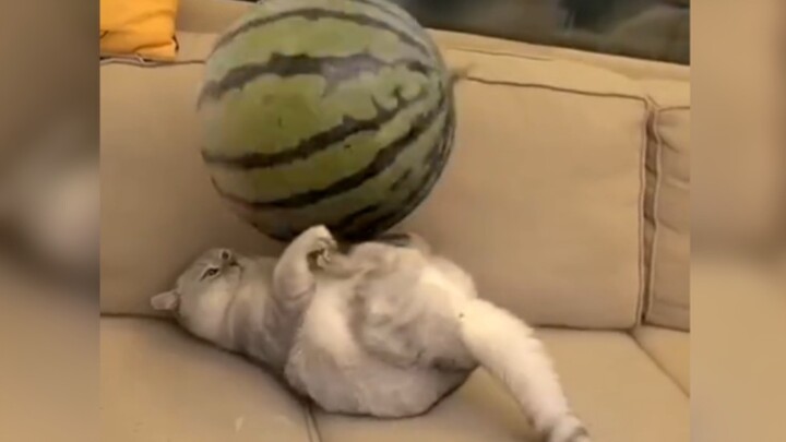 “满级喵星人行为大赏”