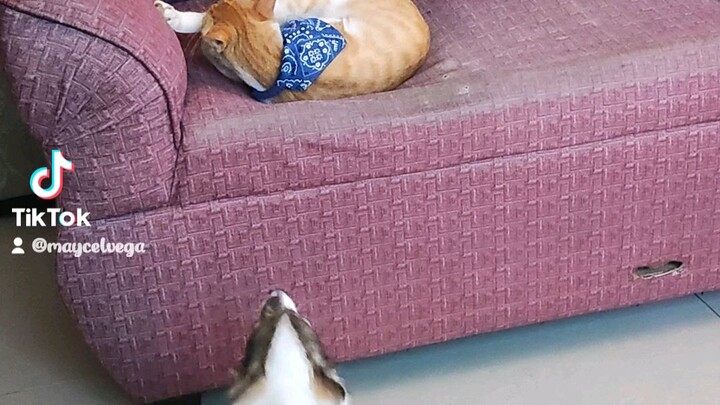 my cutest pet🥰🥰🥰🥰