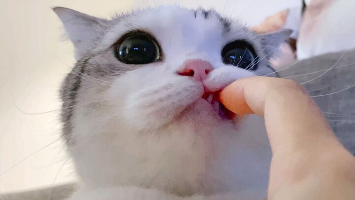 Mèo không thích ăn cá hồi tươi, sen bèn thử cho ăn cá hồi sấy khô, thế mà ngon tuyệt!