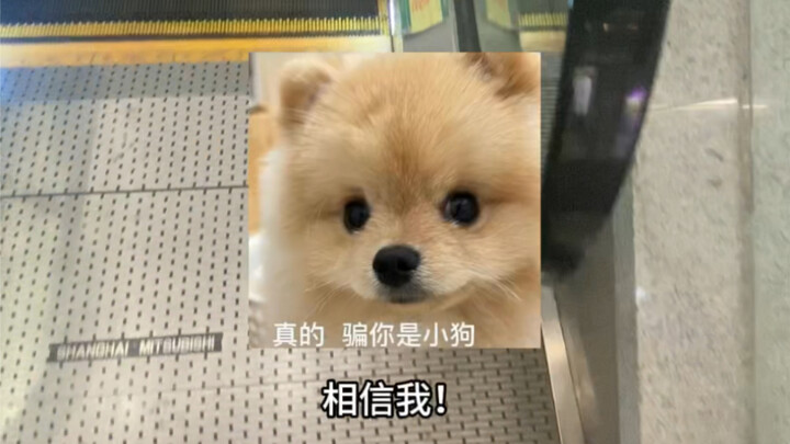 Report! Today I actually got serenaded by two lovebirds… sob sob sob!