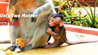 Poorest Mother Monkey Emila and Baby Millie Waiting for Long Time for Mother Sarah and Bye Bye