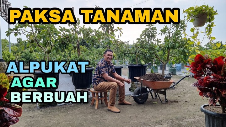 PAKSA AGAR POHON ALPUKAT BERBUAH