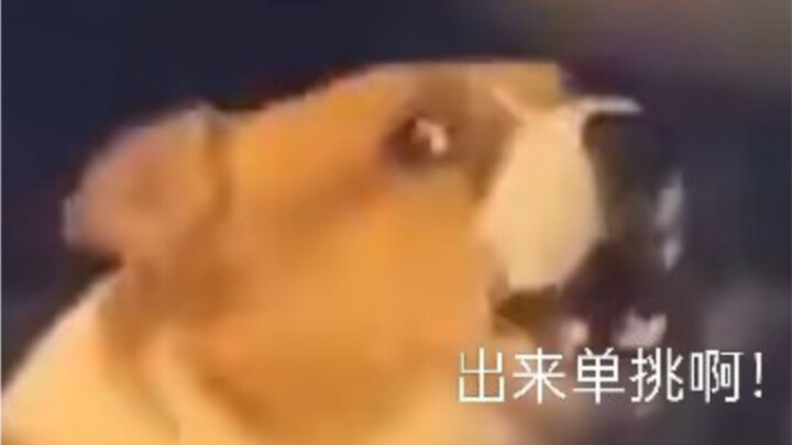 “Anjing ini… bikin aku ketawa tiga hari tiga malam”