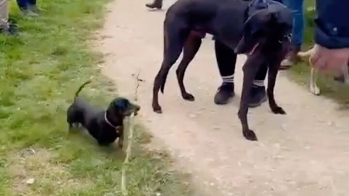 "Hot Dog: Watch Me Jump and Kick Your Heels!"