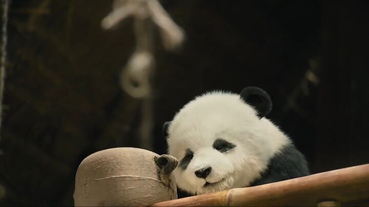 หนัง PandaPlan TheMagicalTribe(2026) แพนด้าเด้ง ยกกำลังฟัด พากย์ไทย FHD