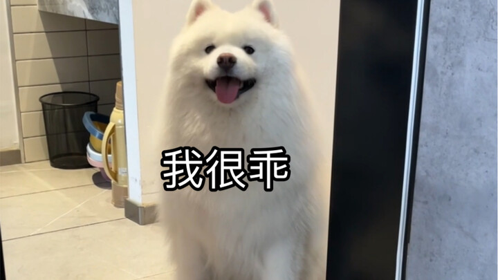 Ai cũng nói chó con hay lừa người, nhưng chó con chẳng bao giờ lừa ai cả, nó rất ngoan.