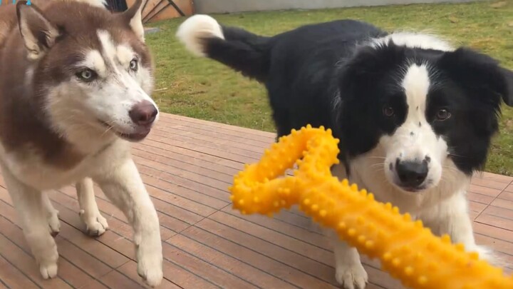 Husky: Of course, a new toy is meant to be taken apart!