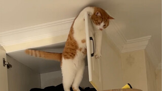 แมวบ้านคุณก็เป็นแบบนี้เหมือนกันไหม