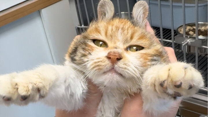 Tiểu Tam Hoa trên cầu vượt