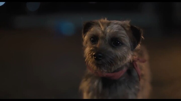 Strays _ Watch Full Movie : Link In Description