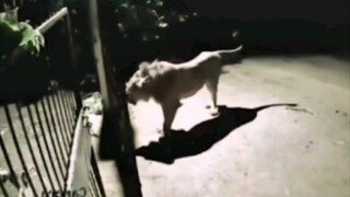 A lion showed up at an elderly man's doorstep; after reviewing the surveillance footage, the old man