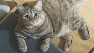 Berapa lama lagi makanan kucing tua saya akan datang