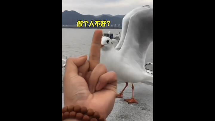 “Animals’ Awkward, Speechless Moments”